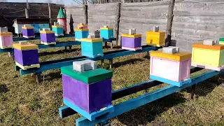 Обліт 2023🐝🐝 Стан сімей в вуликах Ппу на 6 рамок