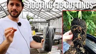Growing Figs from Cuttings: How to Master the Art of Rooting Fig Cuttings