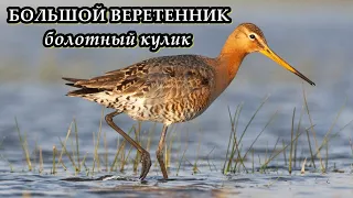 БОЛЬШОЙ ВЕРЕТЕННИК - Болотный кулик