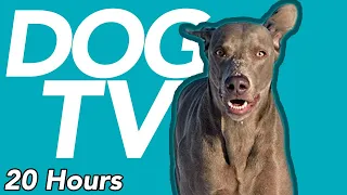 Dog TV - Extremely Entertaining Video for Dogs To Watch (20 Hours)