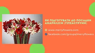 Як підготувати до посадки Амариліси (Гіпеаструми)