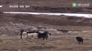 Lone Wolf vs 5 Dogs