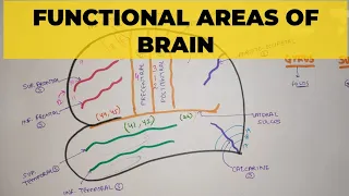 Functional Areas of Brain - 1 | Sulci & Gyri
