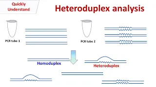 Heteroduplex Analysis