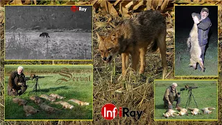 Predator control - Hunting Jackals & Foxes - Testing: Infiray T2 Pro