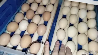 Закладка домашнего яйца в инкубатор "Умница" 64