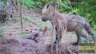 Baby Fox Kit Wrestling With His Prey
