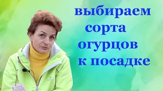 Какие огурцы будем сеять? Салатные или пучковые?