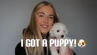 I GOT A PUPPY! Picking up my 8 week old Bichon Frise | Lucy Ecclestone