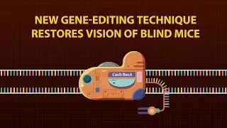 New gene-editing technique restores vision of blind mice