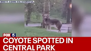 Coyote spotted in Central Park