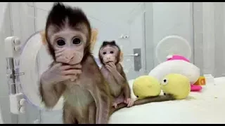 Chinese scientists have cloned 2 monkeys using the same technique that produced a sheep named Dolly