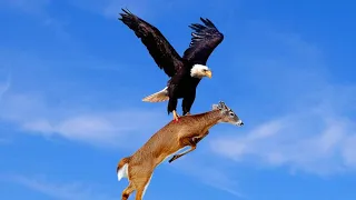 Eagle Attacks Deer | The Best Of Eagle Attack Compilation