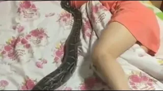 Dangerous sleeping with snake