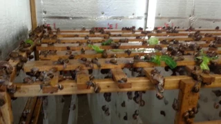 Snail farm breeding room.Kerry Escargot