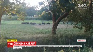 Здичавілі свині тероризують маленьке село в Черкаській області