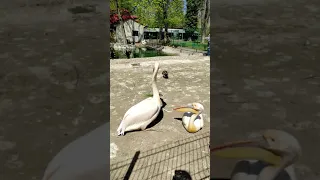 Пеликан против льва. Одесский зоопарк 2021.