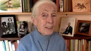 Dr. Goodall Announces 60th Anniversary of Gombe Research & World Chimpanzee Day 2020