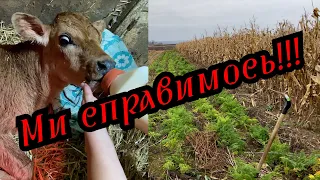 Забрав моркву. У Марфи родився бик.