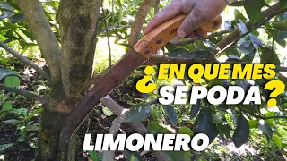 En que Mes se debe de Podar una Planta de Limón - Podar Limonero