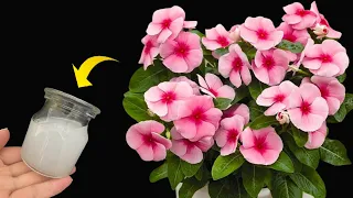 🌷This miracle water makes any of your plants bloom all year round🌹 | Natural Fertilizer