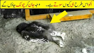 Unusual Sleeping Habits Of Different Animals | Why Do Owls Sleep Like That?