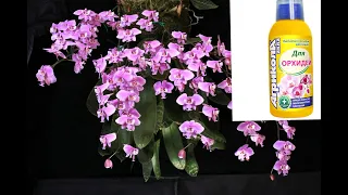 Надо ли удобрять цветущую орхидею?