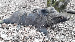 Wild Boar hunting in Iran!