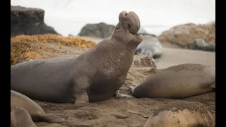 Northern Elephant Seals: From the Beach to the Sea-  Presented by Dr. Dan Costa