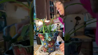 Transplanting baby Christmas cactus part 2