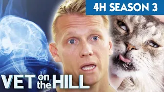 4+ Hours of Full Episodes 🐾 Vet On The Hill The Entire Season 3 - Part 1 | Bondi Vet Compilation
