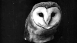 "The Smiling Owl" Creepypasta