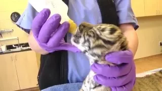 VA Zoo Vets Rescue Rare Tiger Babies