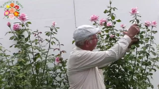 how to cut roses for the vase