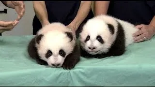 Twin Baby Panda Cubs Named at Zoo Atlanta's 100-Day Celebration