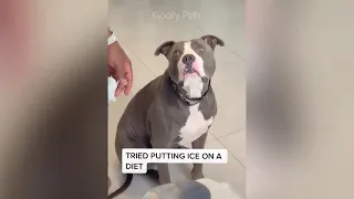 Aww cake cutting dog's 🐕 funny reaction - pets love compilation