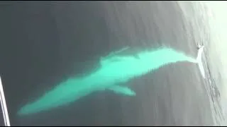 Raw video: Fin whale gets playful off Dana Point coast - 2011-06-22