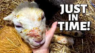 WHY IS THIS LAMB'S HEAD SO SWOLLEN?: Vlog 315