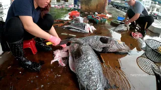 魚市場攤商巨大龍膽石斑切割 Taiwan Street Food- Giant Grouper Fish Cutting Skills