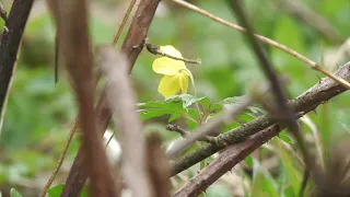Zawilec żółty  Anemone ranunculoides