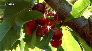 Idónea Mente 30 - INTA: Cultivo de cerezas