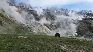 В Долину гейзеров прибывают медведи.