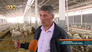 Григориопольская овцеферма приступила к производству брынзы