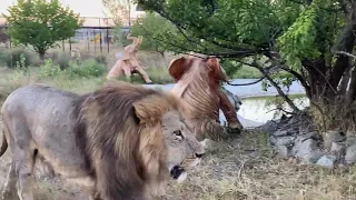 Даже  помощь Олега Зубкова не помогла отбить львицу у Чипа !