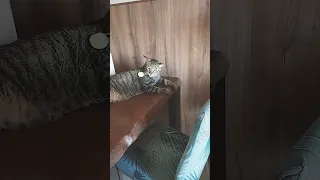 El gato juega con el pepino pt 2 🥒