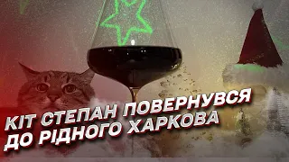 🐱 Кіт, який причарував Брітні Спірз: Степан повернувся до рідного Харкова