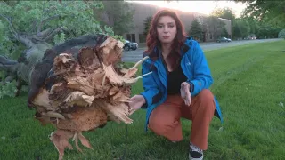 Neighborhood blocked in by downed trees after stormy night