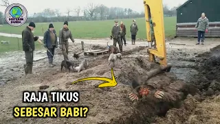 Pekerja Proyek Tak Sengaja Temukan Kerajaan Tikus! Isi Di Dalamnya Bikin Merinding!