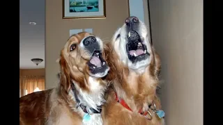 Best of Dogs 🎤🐶 Awesome Dogs Singing (Full) [Funny Pets]