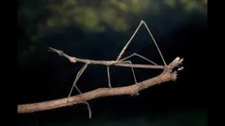 Bicho pau 🦗 (Phasmatodea)